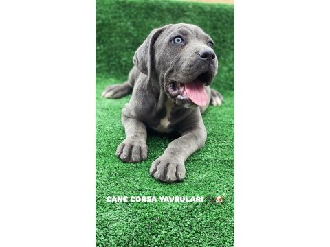 Üst seviye dev cane corso yavruları