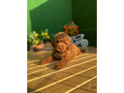 Toy poodle bebekler referans yavru
