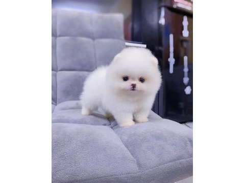Mersinin en seçkin pomeranian yavruları