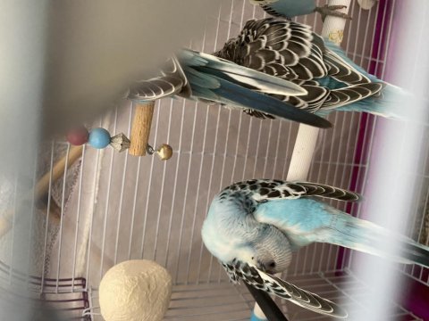 Yeni yeme düşmek üzere evde özenle bakılmış kuşlar