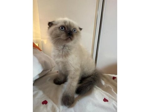 Mükemmel kaliteli maviş gözlü british shorthair
