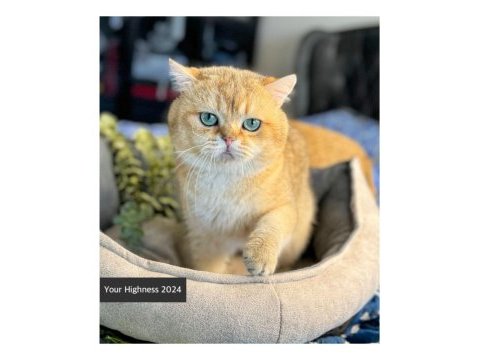 Golden british shorthair yavrular