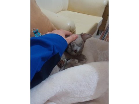 British longhair cidden bakabilecek birileri lazım