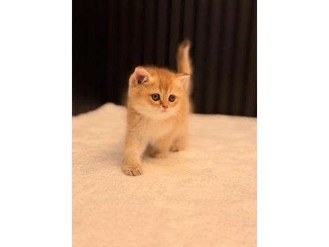 British shorthair golden ny11