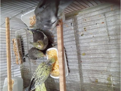 4 adet sultan papağanı yavru 2 aylık