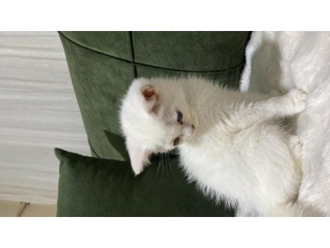 Sevimli oyuncu çok uyumlu bir kedidir