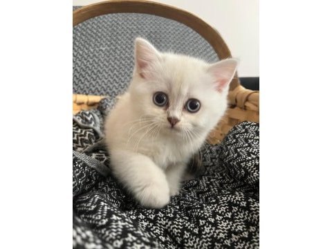 2 aylık dişi british longhair blue point
