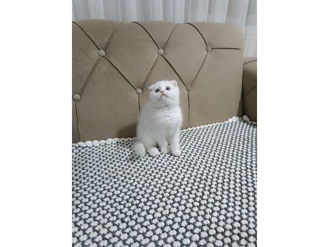 Scottish fold kar beyaz