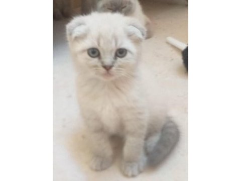 Blue point yavrular scottish fold