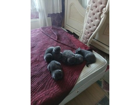 Yavru kedilerimiz yeni yuvalarını gitmeye hazırlar