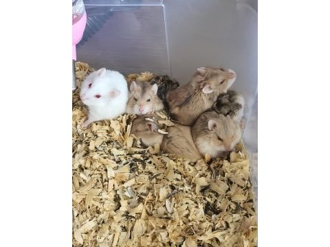 Cüce hamster yavruları teslime hazır