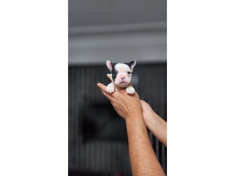 A kalite french bulldog