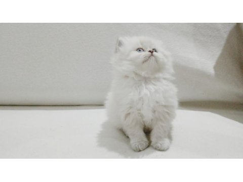 Cy 1133 british longhair point 50 günlük maviş