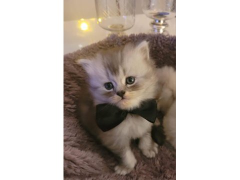 Üst kalite british longhair yavrularım teslime hazır!!!
