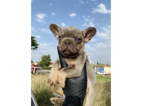 Egzotik french bulldog