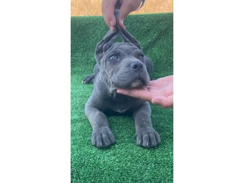 Cane corso dişi köpeğimiz