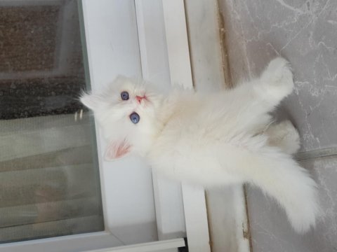 British longhair golden point