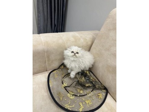 Show kalite british longhair