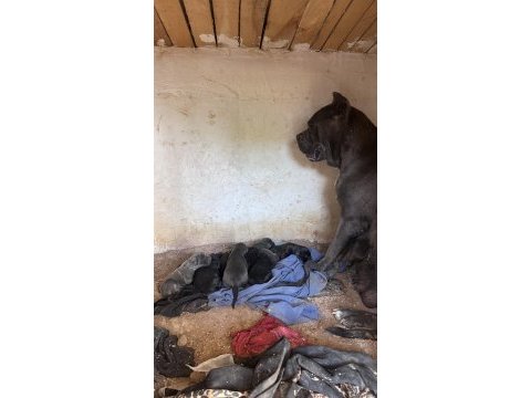 Yeni sağlam cane corso yavruları