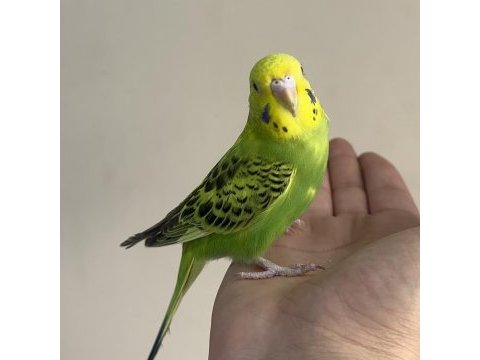 Bebek muhabbet kuşlar yeni yeme düşmüş