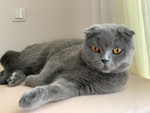 Scottish fold