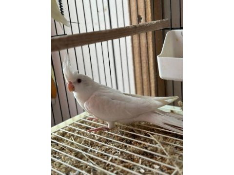 Yeme yeni düşmüş albino yavru sultan papağanı