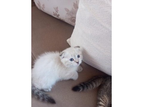 Scottish fold kedisi