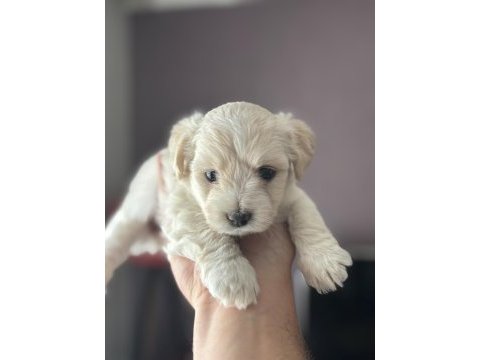 Harika kalite maltipoo bebekler