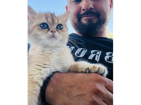 Prenses british shorthair kızım