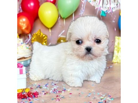 Maltese terrier çok sevimli yavrular