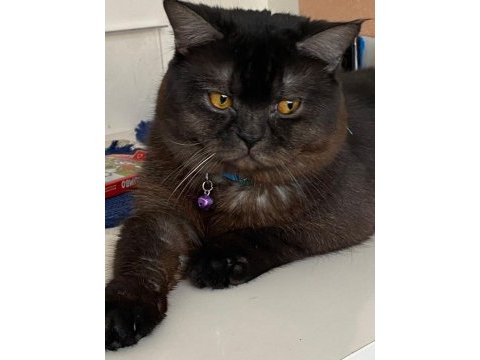 Siyah british shorthair zor bulunur