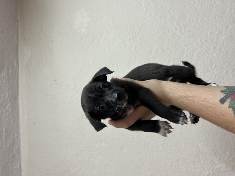 Uygun bütçeli chihuahua yavruları