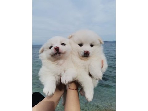 2 aylık pomeranian yavrular
