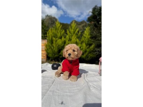 Şeker yavrumuz maltipoo