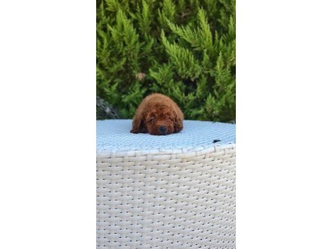 Antalya kaliteli poodle (her ile gönderim yapılır)