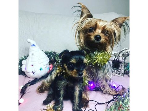 Orjinal minyatür yorkshire terrier yavrular