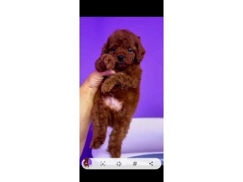 Orjinal toy poodle yavrularımız