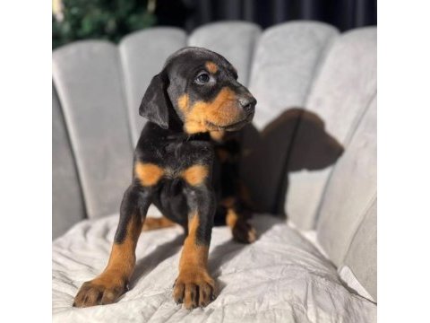 İri doberman erkek ve dişi yavrular