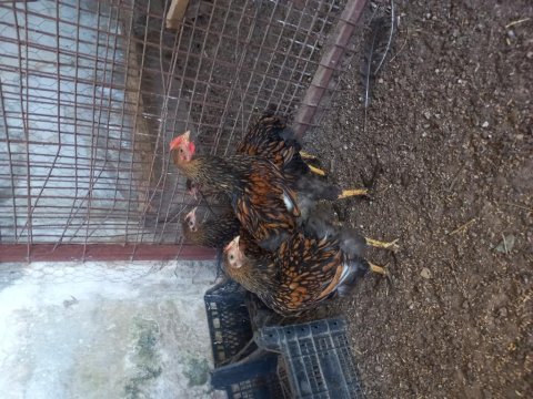 Gsg wyondet tavuk ve horoz
