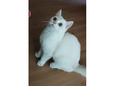 Safkan british shorthair