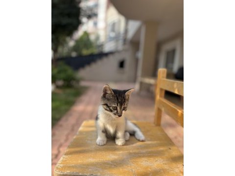3 aylık ücretsiz yavru kedimiz