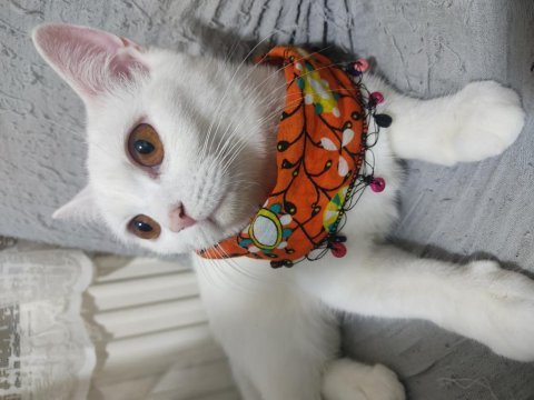 Kehribar gözlü british shorthair kedimiz şilaa