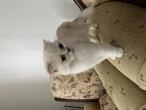 Scottish fold dişi secereli