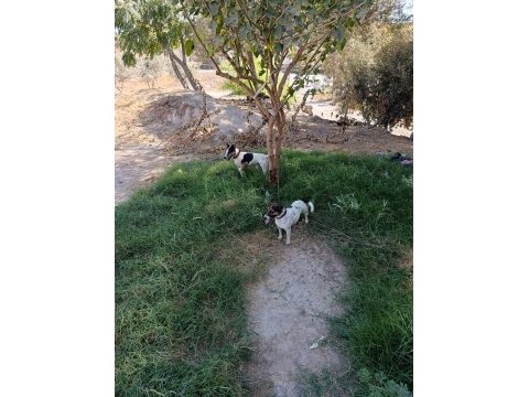 Üst düzey bir yaşında dişi 3 yaşında erkek köpeğimiz