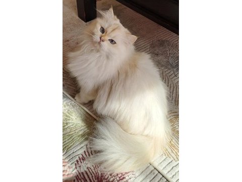 1,5 yaşında orijinal scrli british longhair