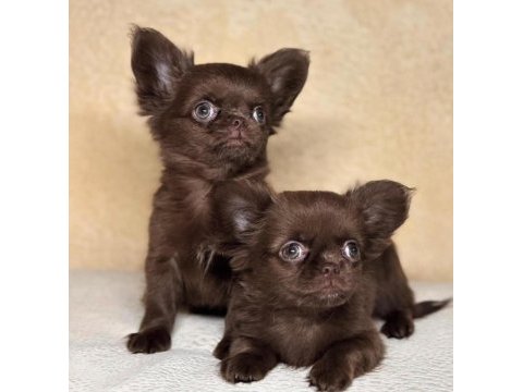 Çikolata wc eğitimli mini boy chihuahua