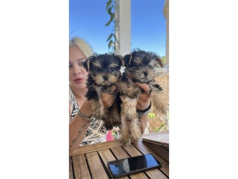 Dişi erkek teacup yorkshire terrier