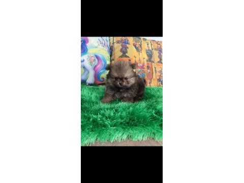 Bebek yüz pomeranian boo bebekler