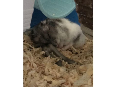 Gonzales hamster yavrular heryere gönderim