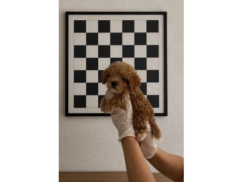 Orijinal gerçek teacup maltipoo
